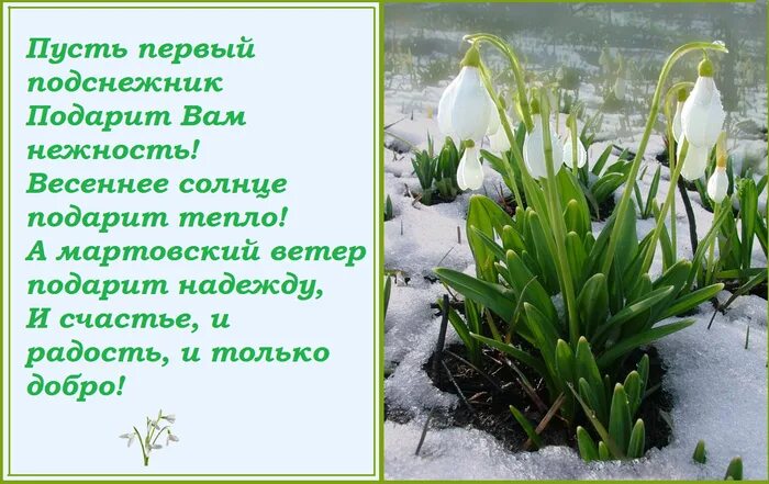 Стих про подснежник. Стихотворение о весне. Стих про подснежник. Стихи о подснежниках и весне. Цитаты о подснежниках и весне.