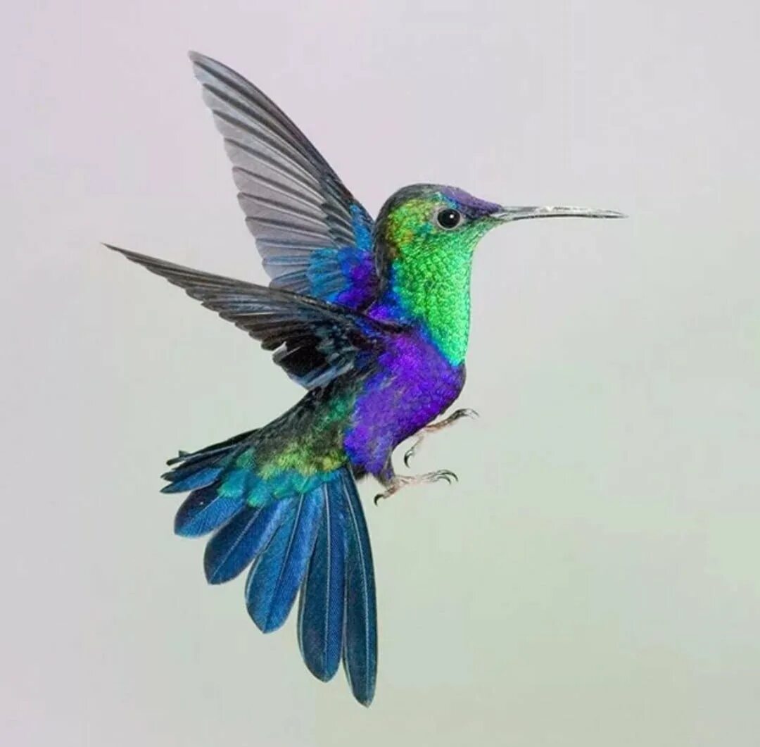 Колибри птица. Колибри оттенки. Колибри расцветка. Колибри якобин. Colibri clean