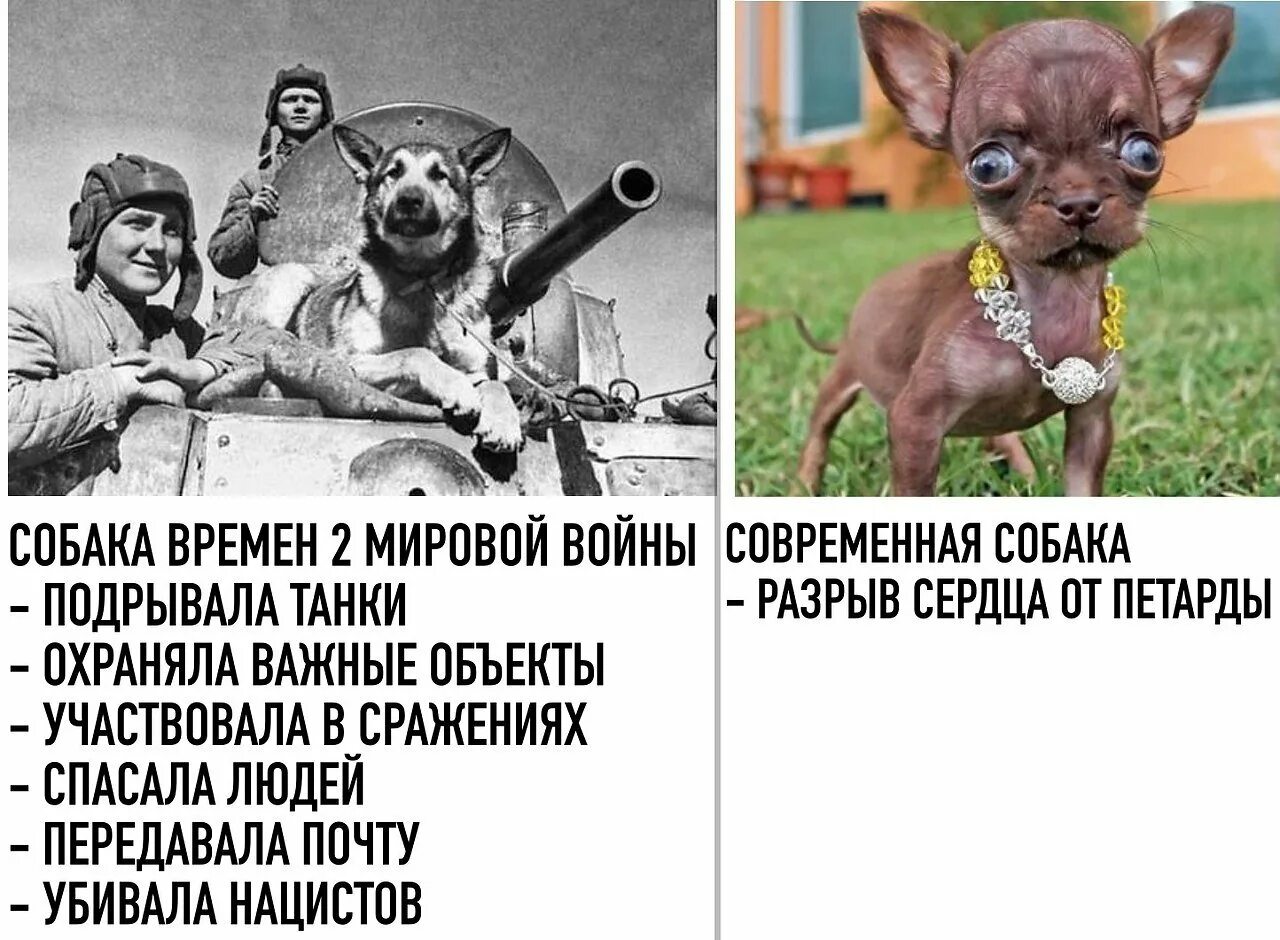 Сильная и слабая собака