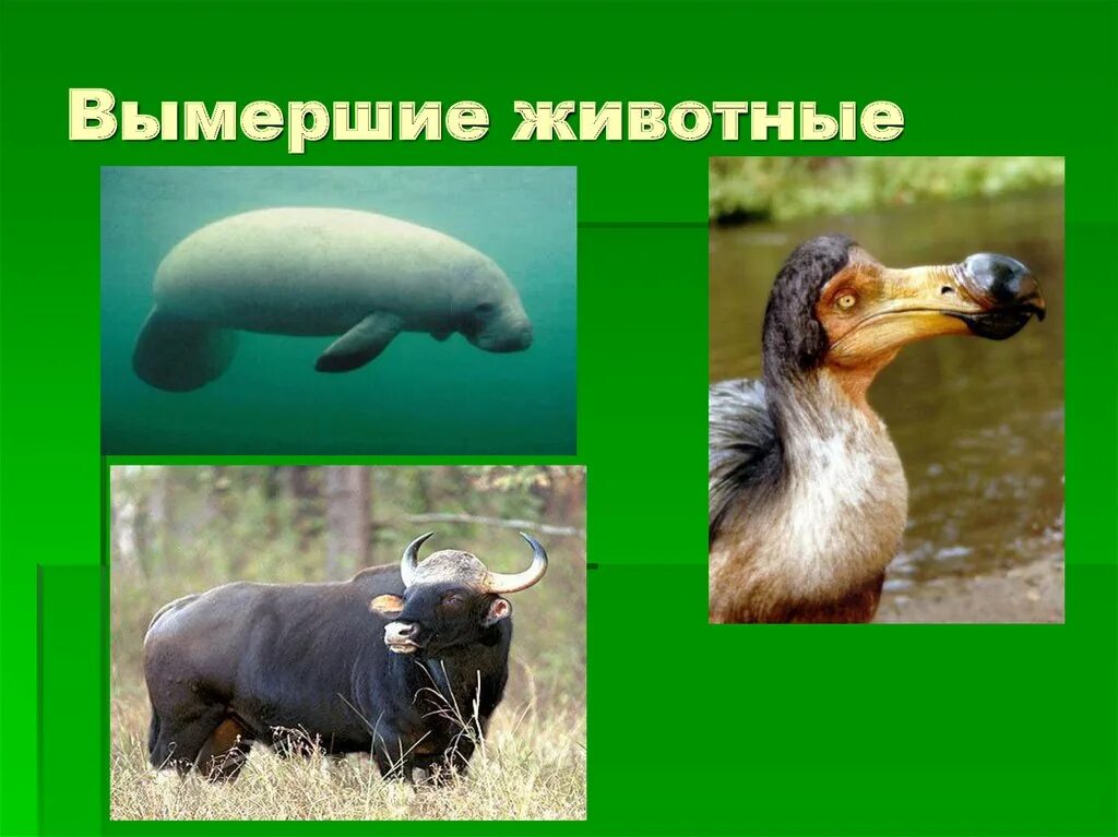 Примеры исчезающих животных. Исчезающие животные. вымершие животные. вымирающие виды животных. животные которые вымерли.