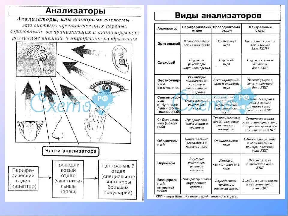 Что входит в состав анализаторов биология. Таблица анализаторы расположение рецепторов. Отделы вкусового анализатора таблица. Таблица органы чувств анализаторы биология 8 класс. Строение анализаторов таблица.