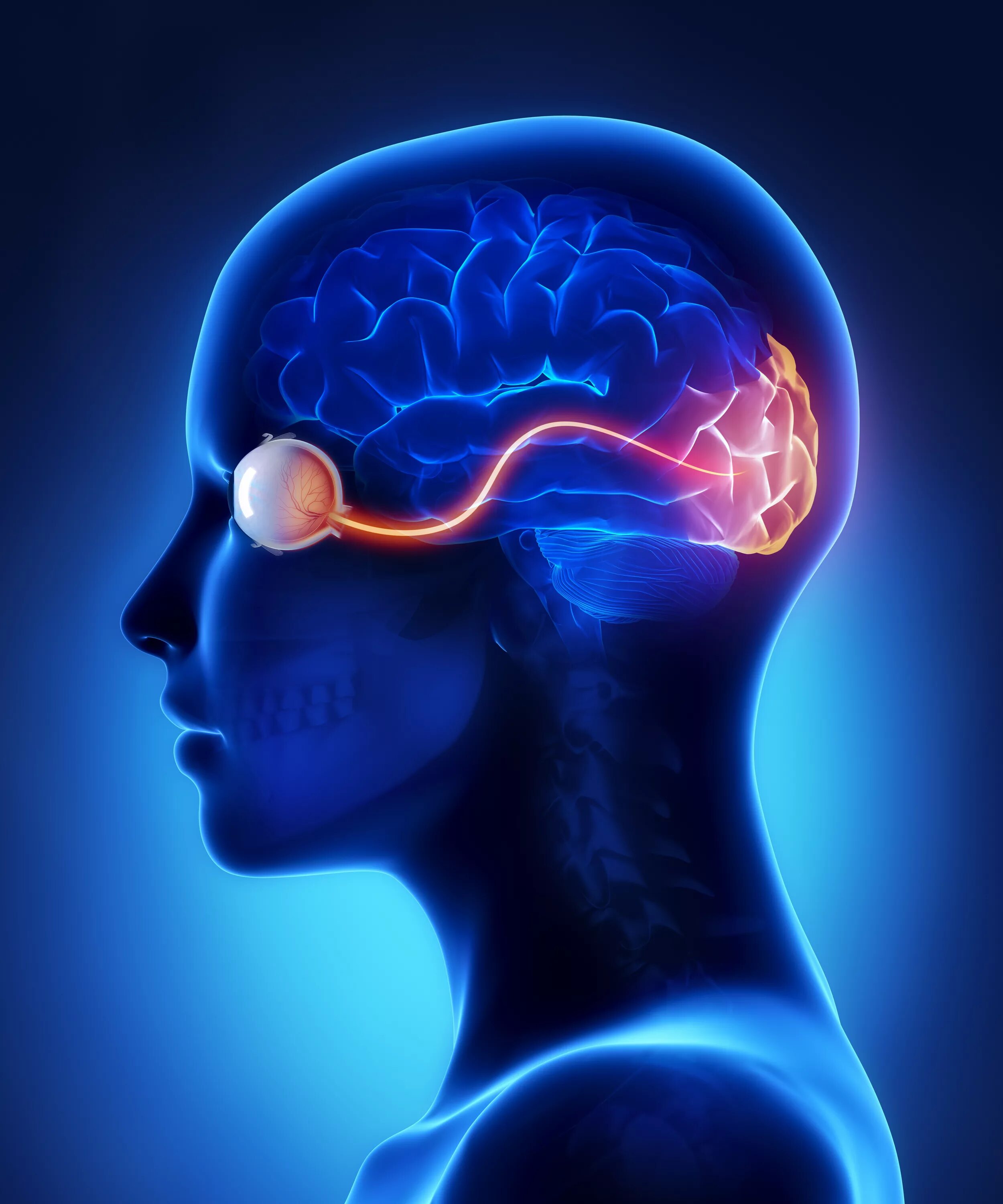 Восприятие сенсорной информации. Головной мозг и глаза. Зрение и мозг.