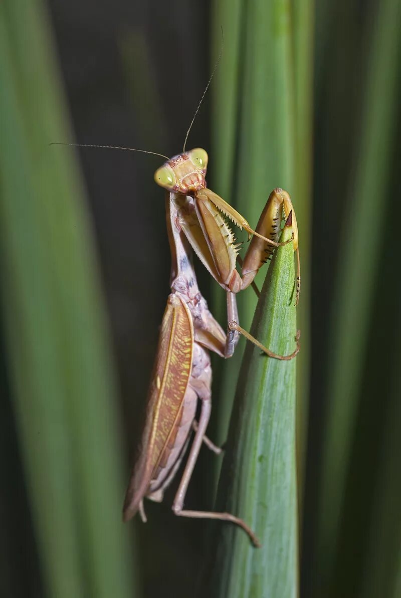 Ischnomantis Gigas богомол. Самки и самцы Богомолов. Богомол самка и самец. Богомол обыкновенный самка. Какого цвета самка богомолов