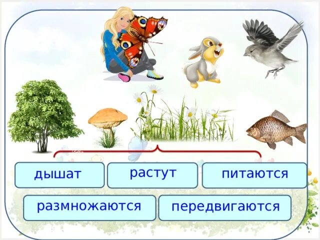 Питается размножается растет. Растет, питается размножается , питается. дышит питается растет размножается схема. дышит питается растет размножается. животные дышат передвигаются питаются размножаться.