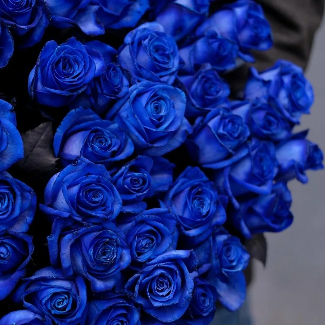 Эквадорские синие розы.