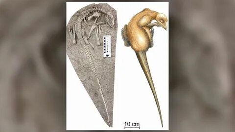 This photo of the fossilized skeleton (left) and illustration (right)