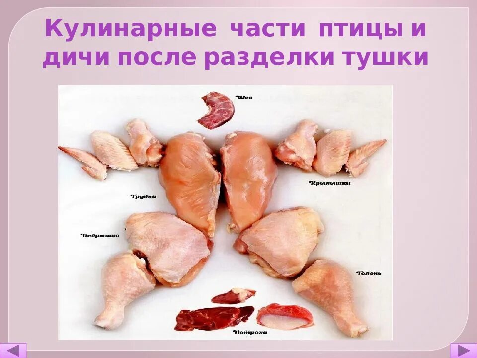 Механическая кулинарная обработка птицы и дичи. Как разделать курицу схема. Технологическая схема разделки курицы. Обработка сельскохозяйственной птицы. Обработка мяса птицы дичи.