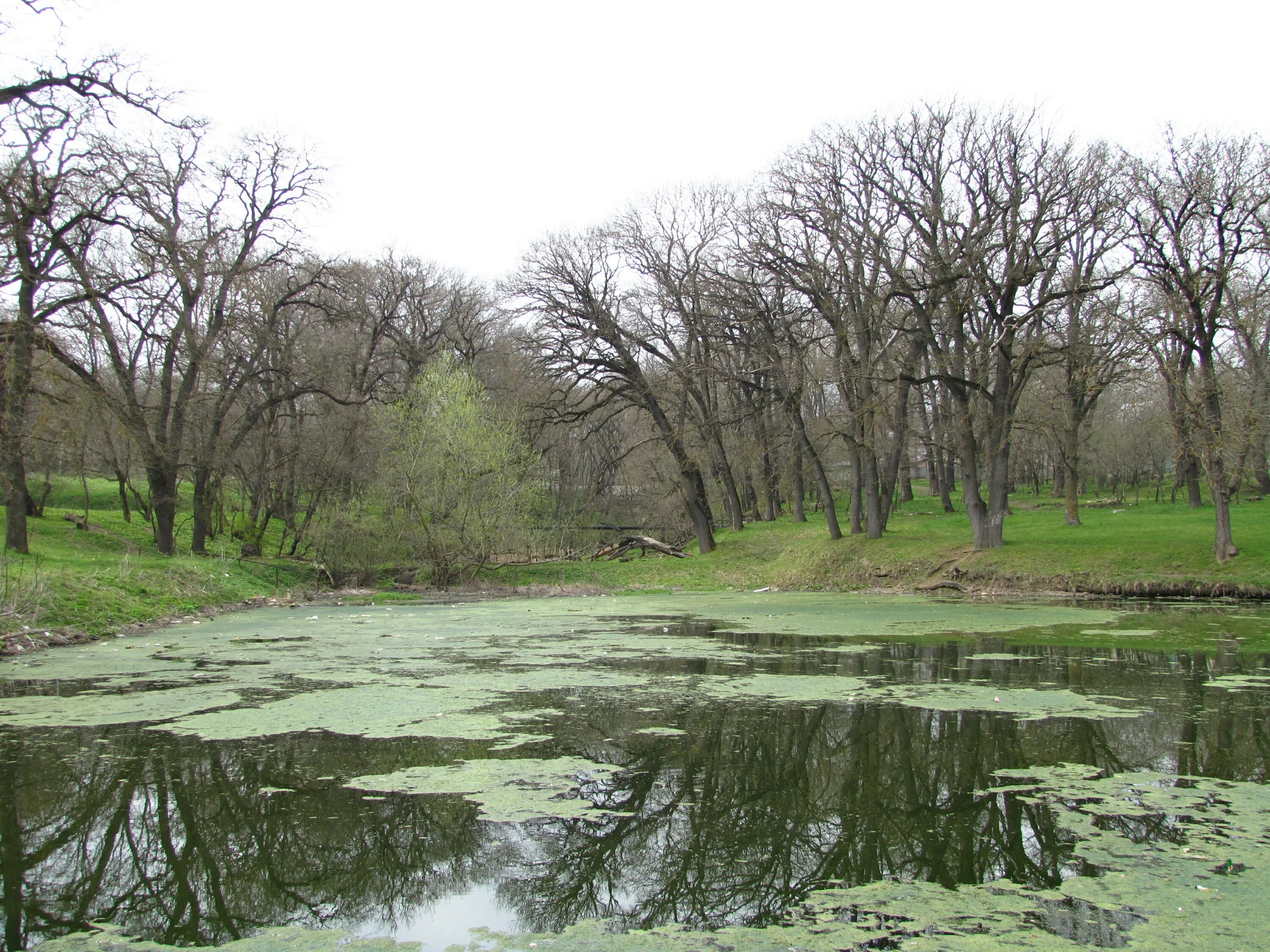 ртищев пруд ставрополь. урочище ртищева дача. проба воды из пруда. ртищева дача (бывшая емануелевская дача). урочище ртищева дача ставрополь эммануэльевское.