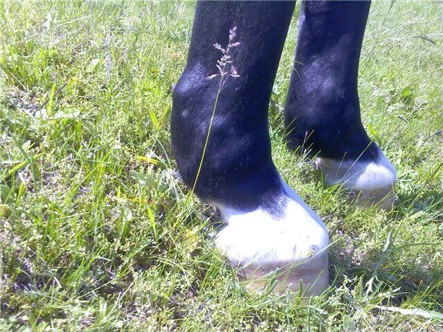 лошадь отек ноги. лошадь отек ноги. контрактура путового сустава. вывих путового сустава у животных. ноги лошади.