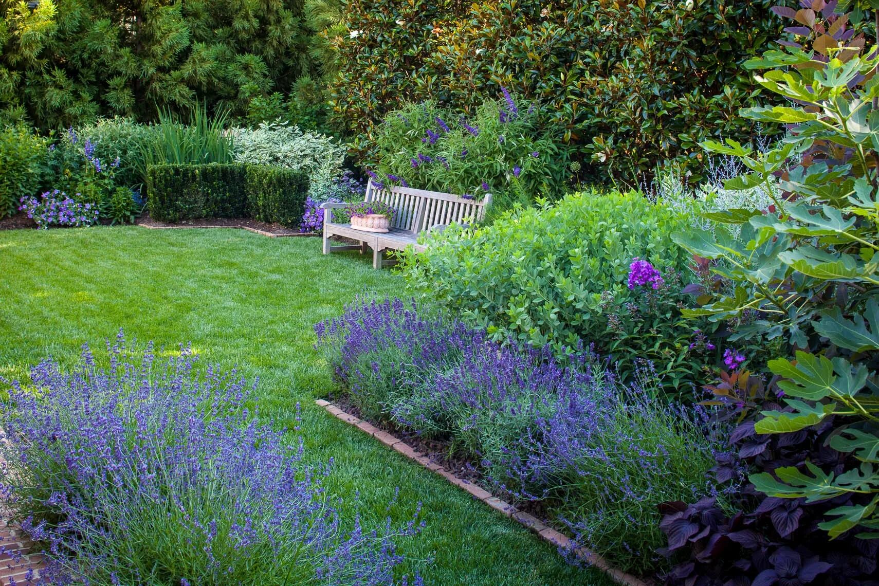 цветник в голубых тонах. средиземноморский миксбордер. миксбордер прованс. лаванда котовник шалфей. лобелия бордюрная.