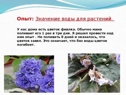 Опыт значение