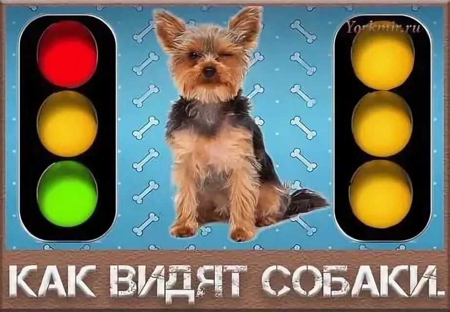 В каком цвете видят мир собаки. Как видят собаки. какие цвета видят собаки. собаки умеют различать цвета. как собаки воспринимают цвета.