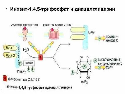 Инозитол трифосфат