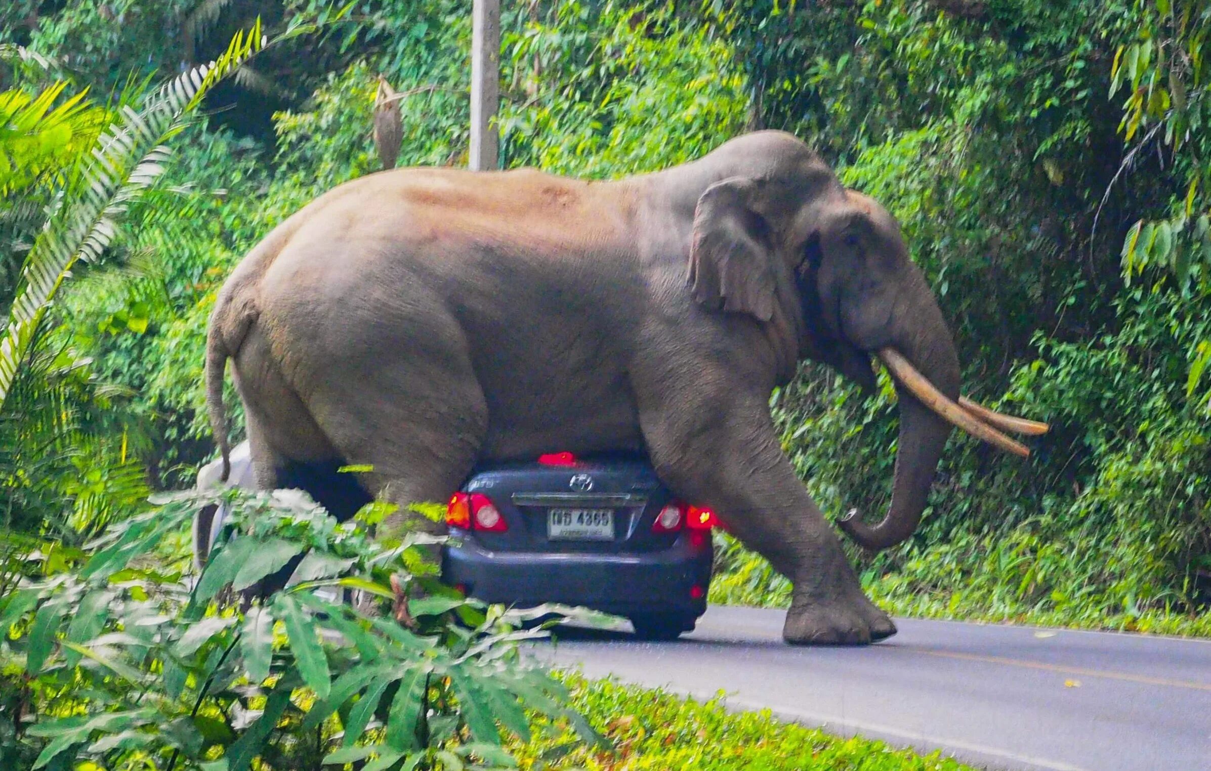 Elephant car. Слоны. Тайланд слоны. Машина слон. Огромный слон.