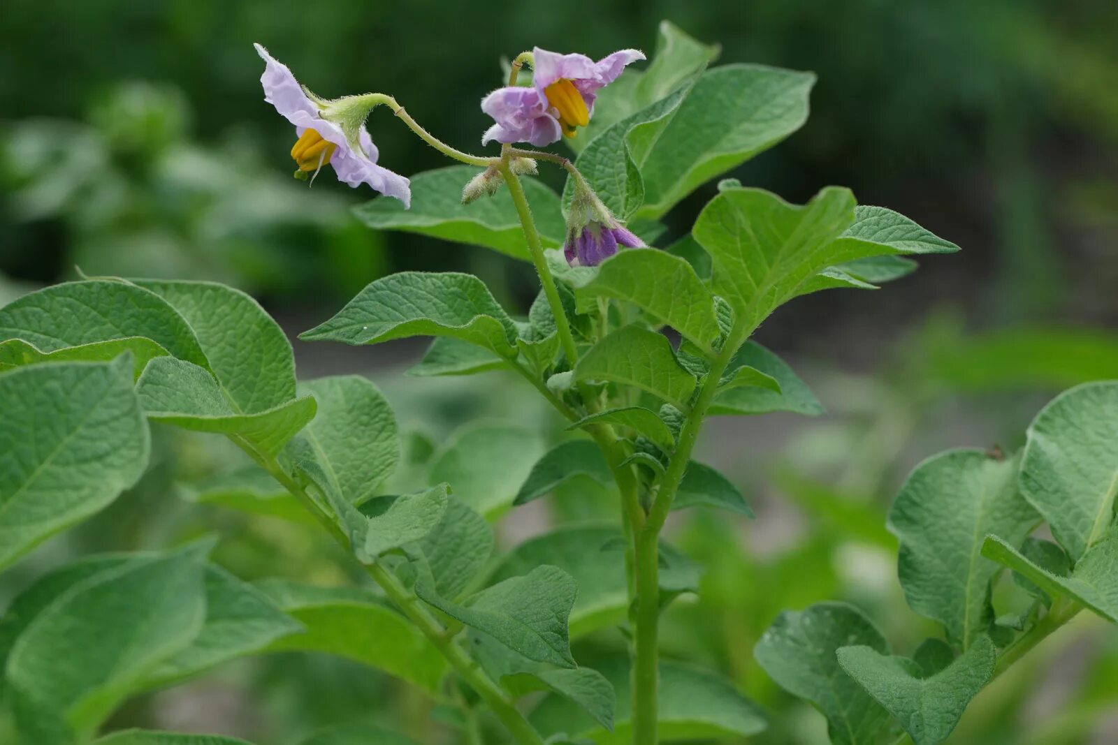 Паслен клубненосный. Solanum tuberosum цветок. Картофель, паслен клубненосный. Картофель (Solanum tuberosum l.). Известно что картофель или паслен