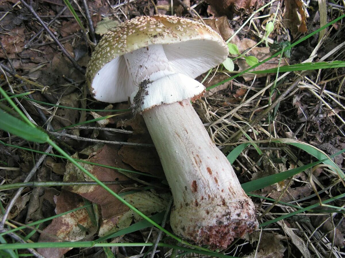 Гриб Amanita rubescens. Мухомор серо-розовый Amanita rubescens. Поганка обыкновенная. Мухомор жемчужный.