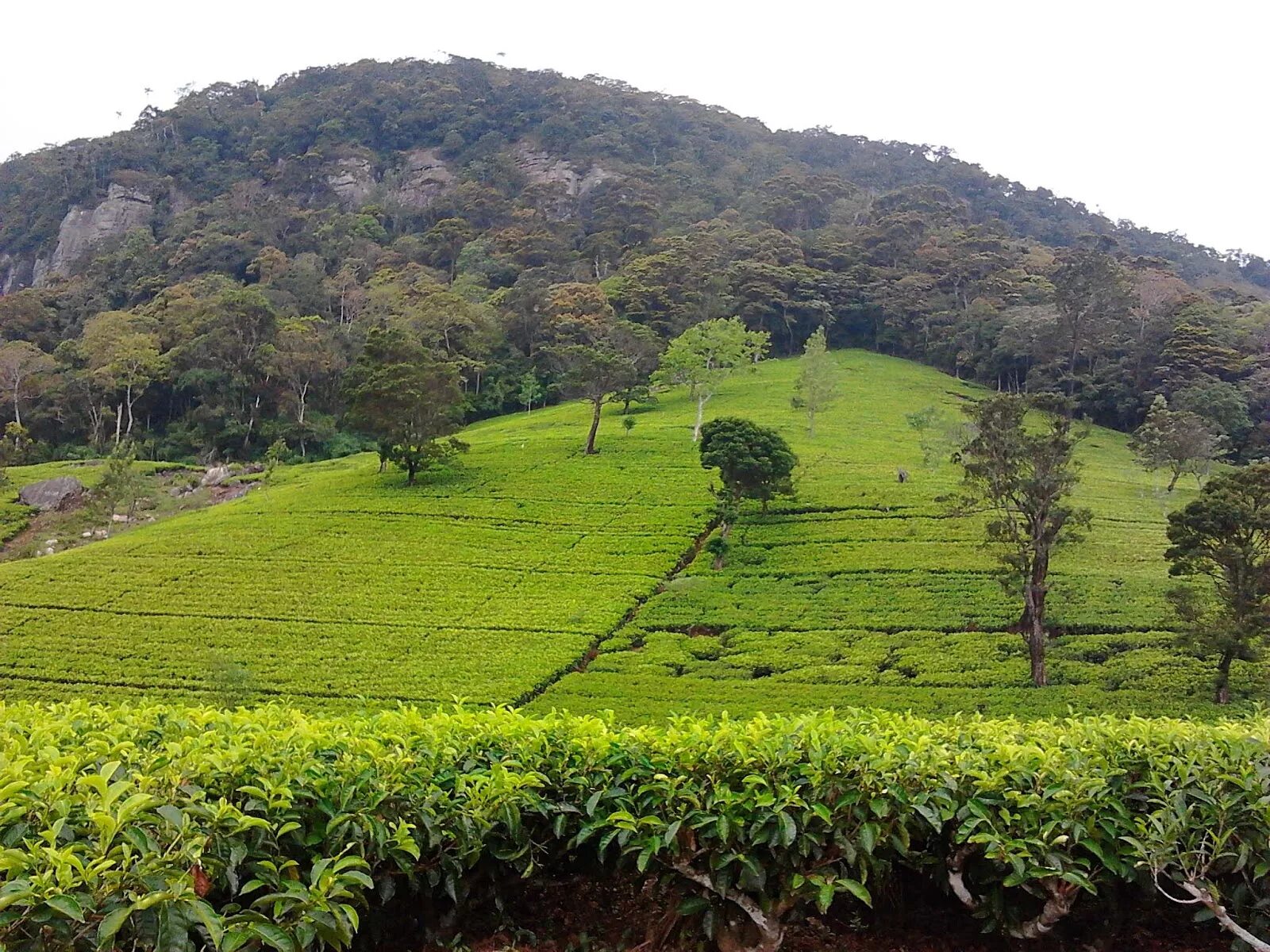 Остров плантация. Шри Ланка чайные плантации. Цейлон вулкан. Цейлон остров плантации чайные колонии. Чайные плантации Бали.