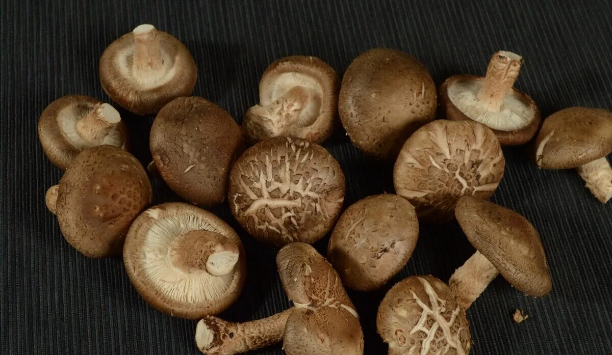 Японские грибы шиитаке. Шиитаке съедобные грибы. Шиитаке Lentinus edodes. Гриб шиитаке лечебные.