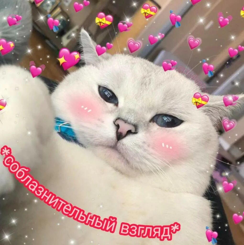 Пикчи мило коты. Пикчи мило коты. Милый котик мем. Котики с сердечками. Пикчи мило коты.
