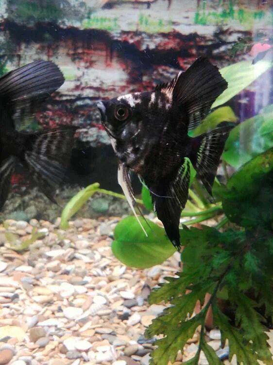 Съели скалярию