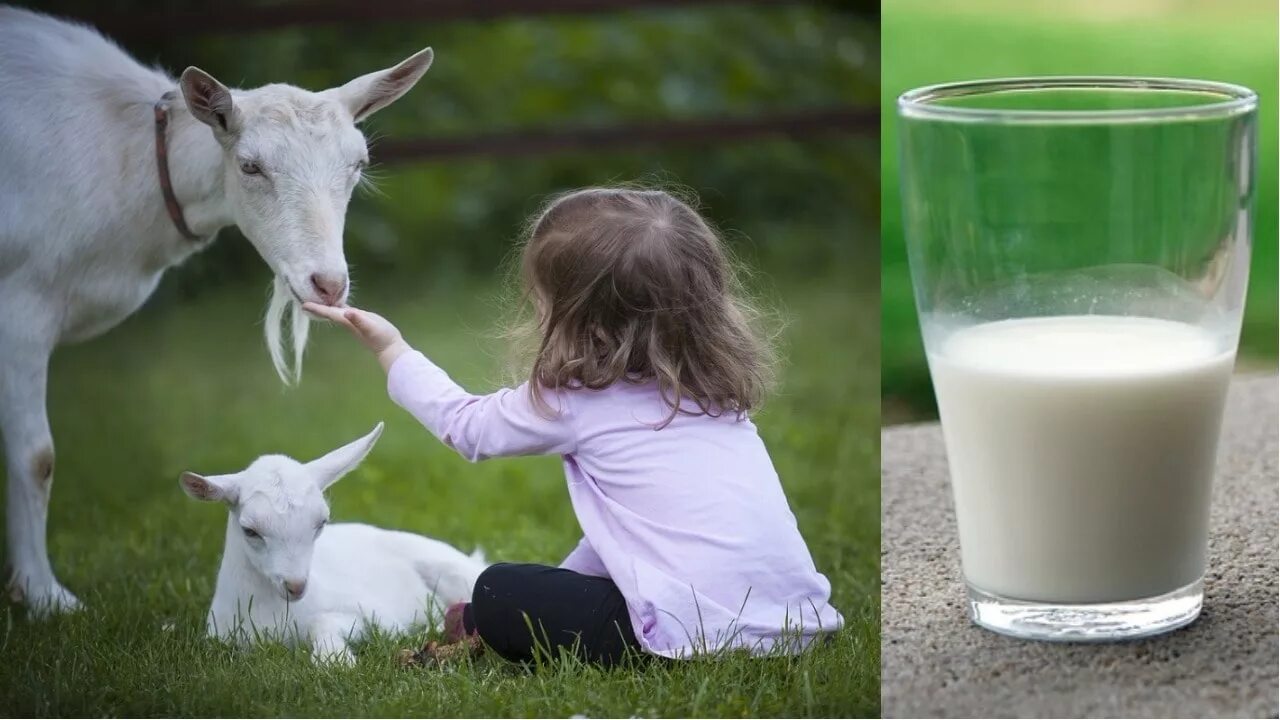 Польза козьего молока для детей. Козье молоко. Коза молоко. Коза и козье молоко. Козлиное молоко.
