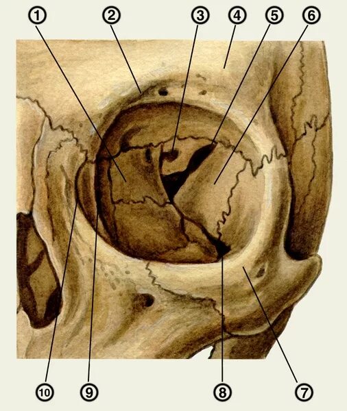 Строение глазницы анатомия. Орбита глазница анатомия. Верхняя глазничная щель анатомия. Медиальная стенка глазницы анатомия. Глазная впадина 6 букв