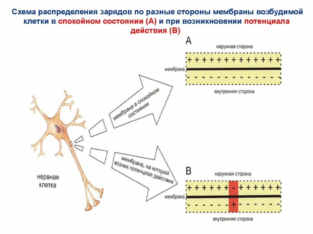 Мембрана возбудимой клетки. Возбудимые ткани схема. Физиология возбудимых тканей схема. Распределение зарядов на мембране клетки. Схема распределения.