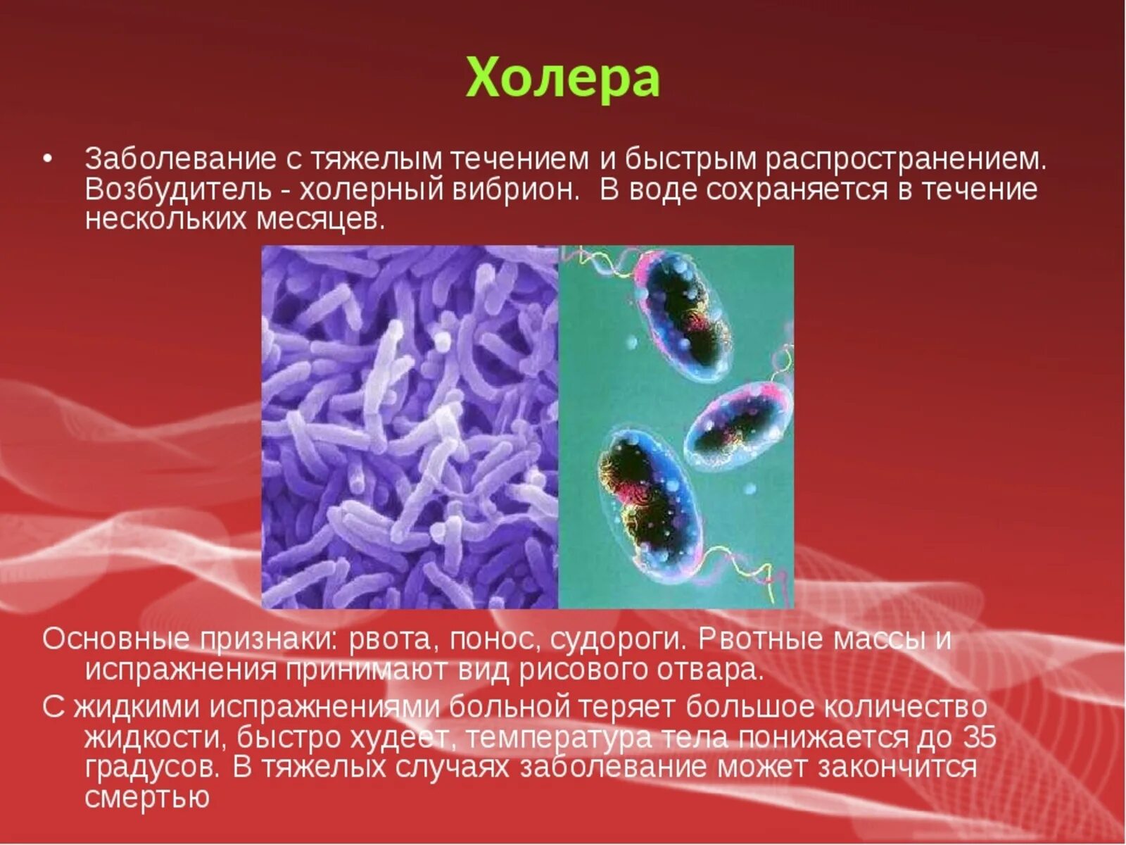 Источником инфекции при холере является. Вибрион холеры строение. Бактерии вибрионы 5 класс. Холерный вибрион это бактерия.