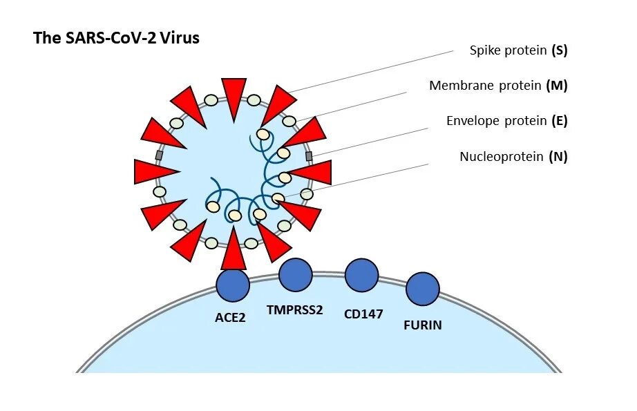 Вирус sars cov 2 отнесен к группе. Cd147 Рецептор. Вирус SARS-cov-2. Строение вируса SARS-cov-2. SARS вирус.