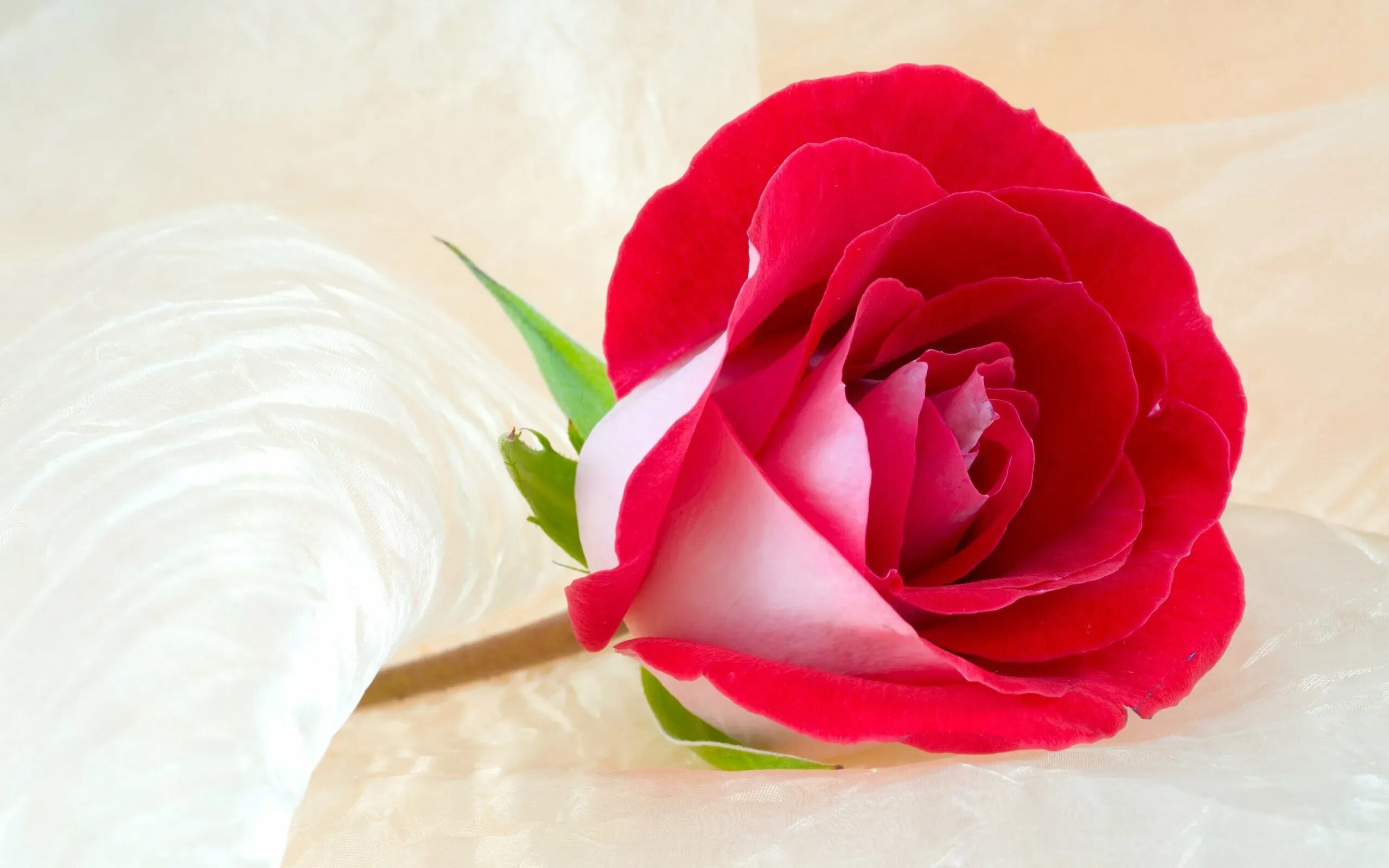 Открытка с днем рождения женщине алине. Открытки с розами. Поздравления с днём рождения Алине.