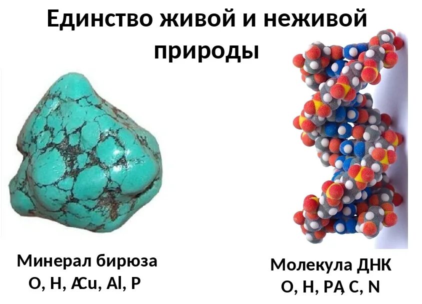 Живые неживые клетки. Единство живой и неживой природы. Единство химического состава живого и неживого. Молекула Живая или неживая. Структура неживой природы.