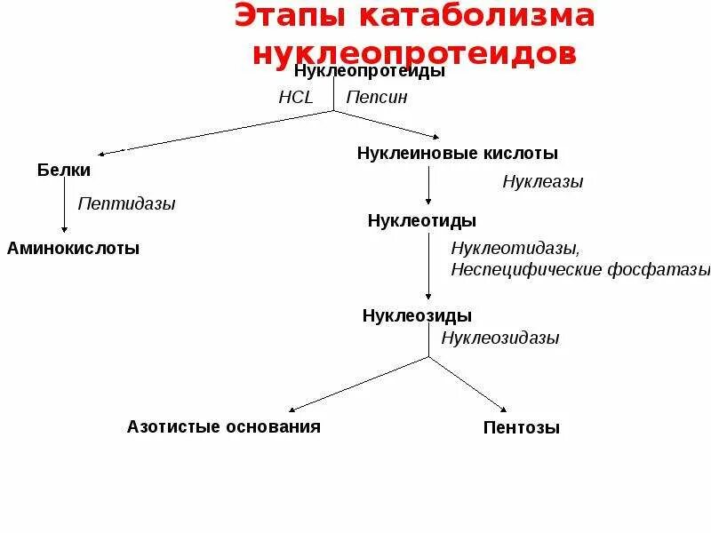 2 этап катаболизма. Распад нуклеопротеинов биохимия. катаболизм нуклеопротеинов. катаболизм основных пищевых веществ биохимия. этапы обмена нуклеопротеонов.