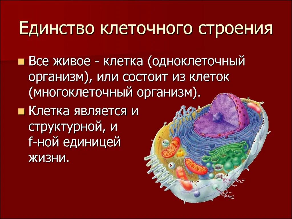 Единство клеточного строения. Единость клеточного строения. Единство строения клеток живых организмов. Единство строение. Клеточный состав живых организмов