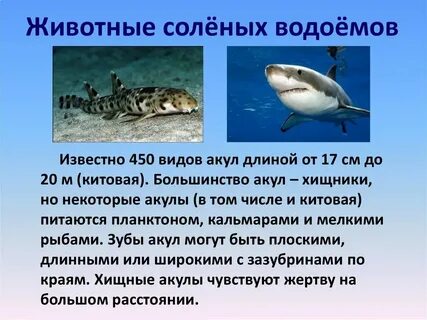 Обитатели соленых вод 3 класс
