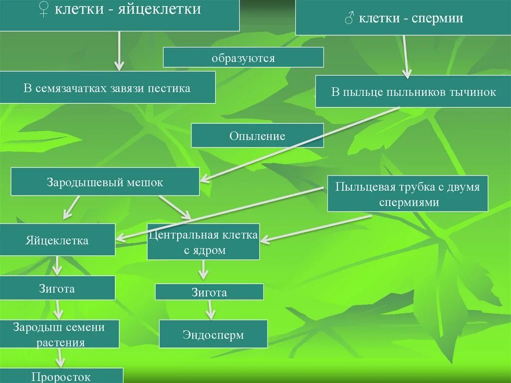 Оплодотворение биология 6 класс кратко. Размножение и оплодотворение у растений. Схема опыления и оплодотворения цветкового растения. Размножение и оплодотворение у растений 6 класс. Процесс опыления и оплодотворения.