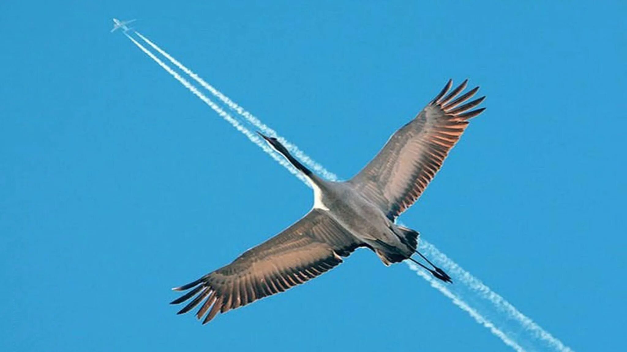Самолеты машут крыльями. Журавль в полете. Это птица это самолет. Полет журавлей. Самолет с крыльями птицы.