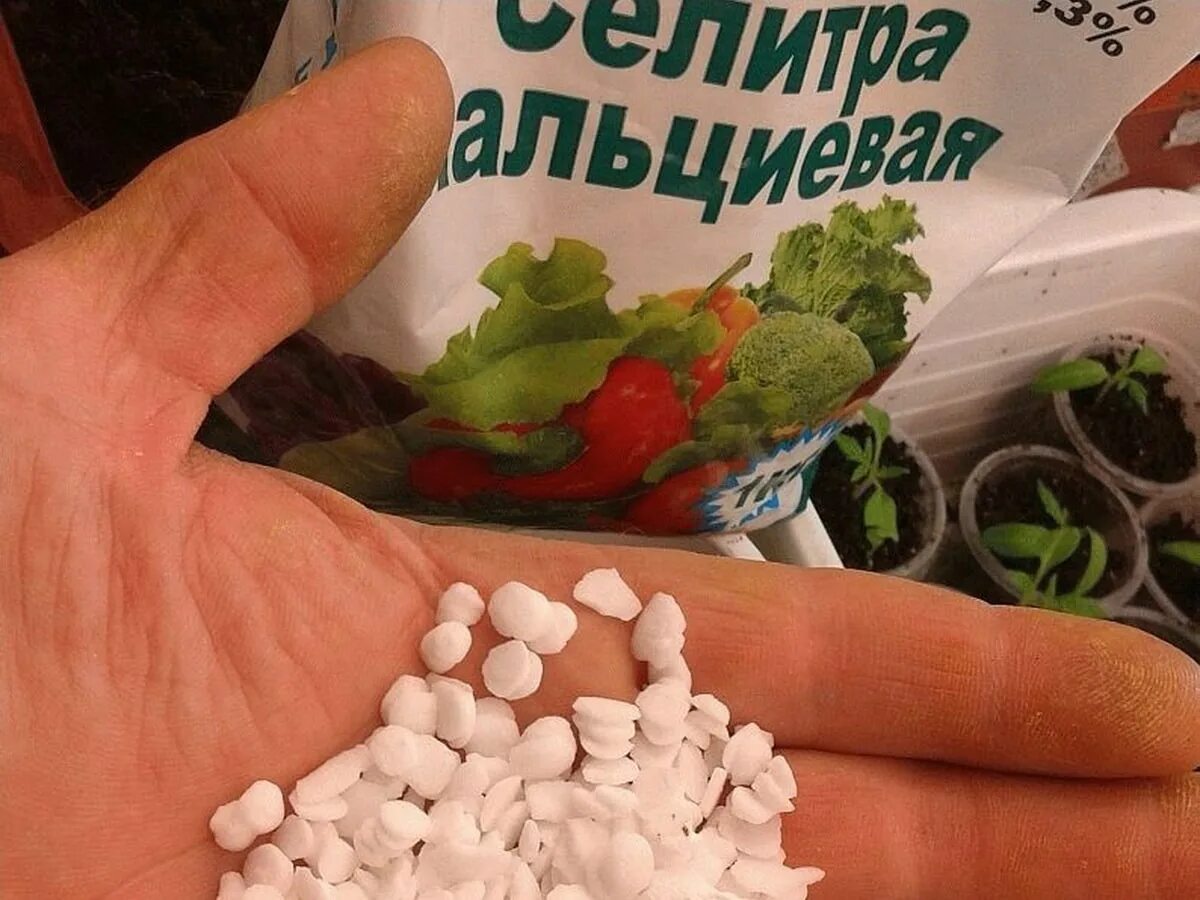 Поливать селитрой. Азотные удобрения аммиачная селитра. Весенняя подкормка клубники весной. Аммиачная селитра для рассады цветов. Кальциевая селитра удобрение.