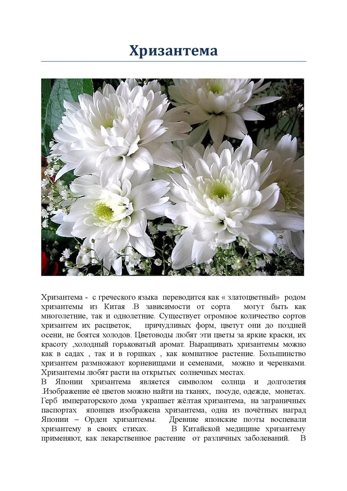Хризантемы значение цвета