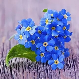M forget me