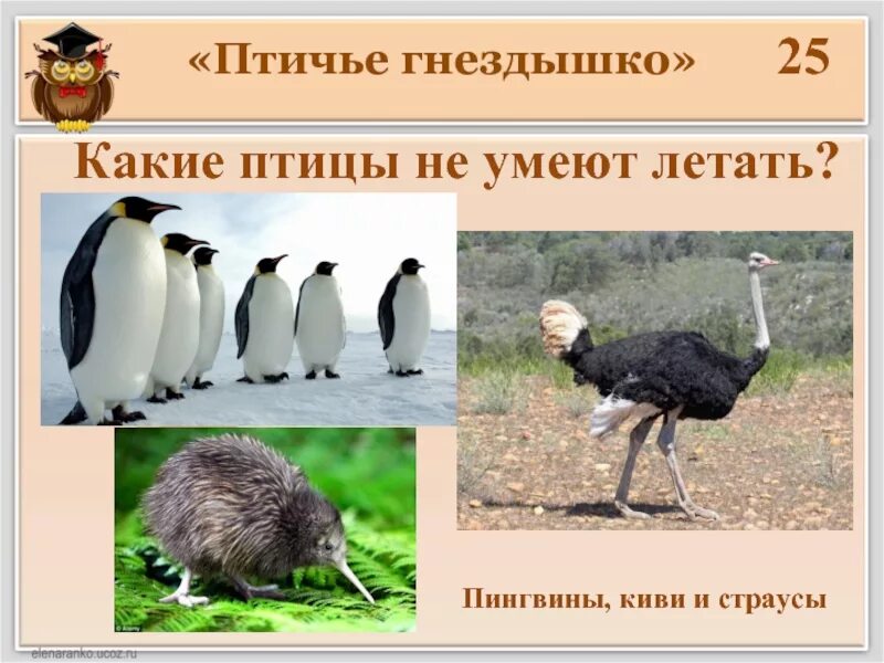Птицы которые не летают. Птицы которые не умеют летать. Какие птицы умеют летать. Нелетающие птицы представители. Птицы коттрые не умеют лета.