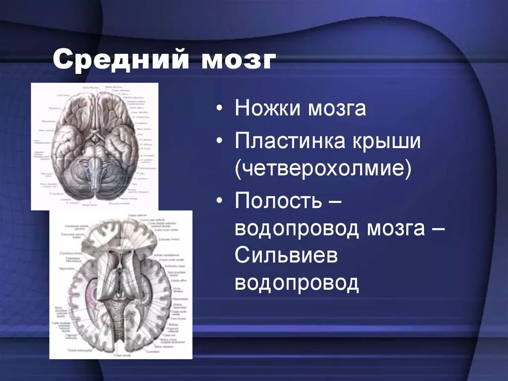 Головной мозг СИЛЬВИЕВ водопровод. СИЛЬВИЕВ водопровод – это полость среднего мозга. Четверохолмие СИЛЬВИЕВ водопровод. Средний мозг.