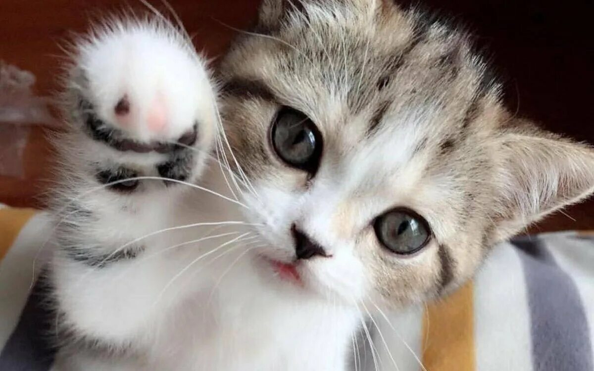 Строго милый. Милые котики. милый котик. котенок машет лапкой. милая кошка.