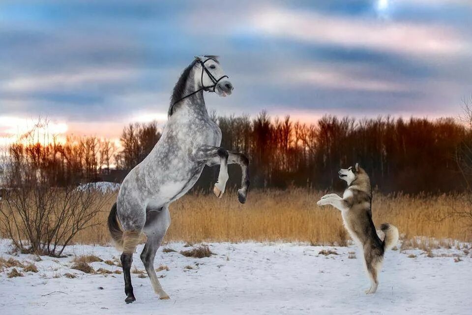 А самые внимательные получают бампером в лоб. Становиться на задние. Скакательный сустав собаки анатомия. Собака ходит на задних лапах. Ноги кота.