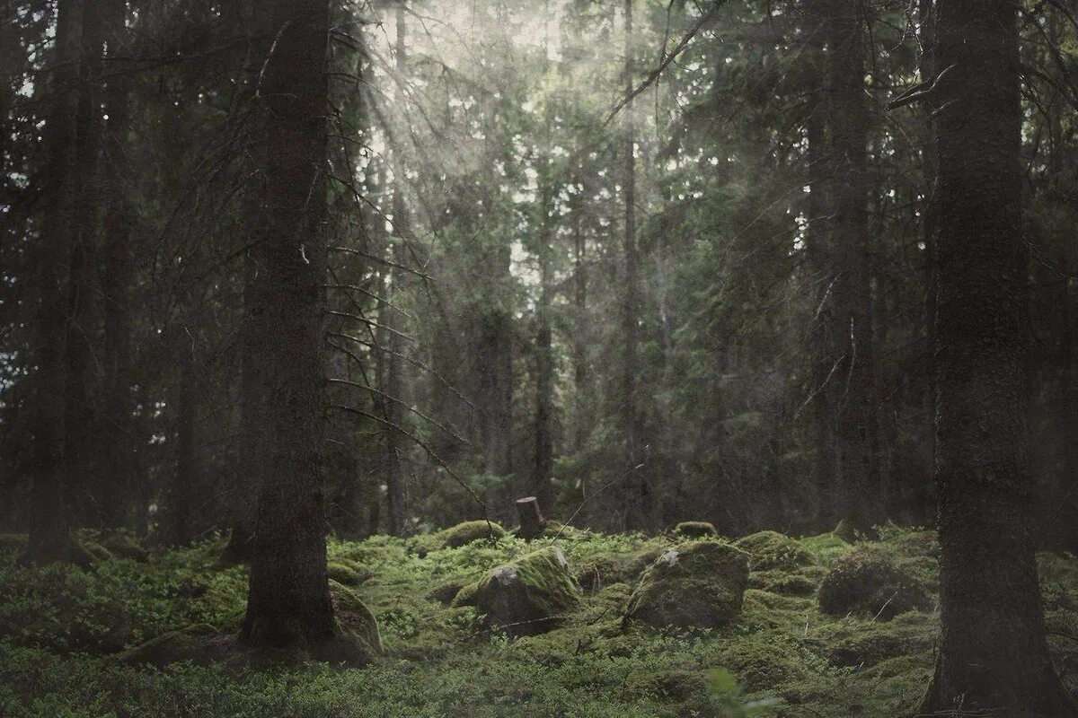 Скандинавия лес Шварцвальд. Лес Триллемарка-Роллагсфьелл. Дарк Форест густой лес. Лес Шварцвальд Эстетика. Темная чаща леса