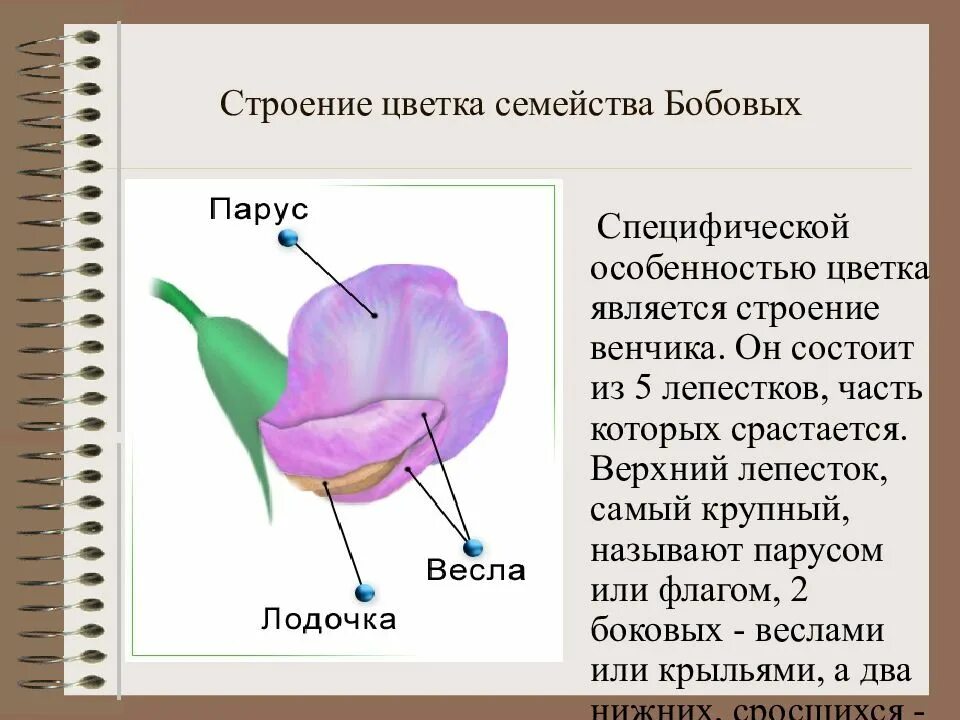 Какую формулу цветка имеют бобовые. Строение цветка бобовых. Строение цветка венчик. Семейство бобовые строение цветка. Строение венчика.