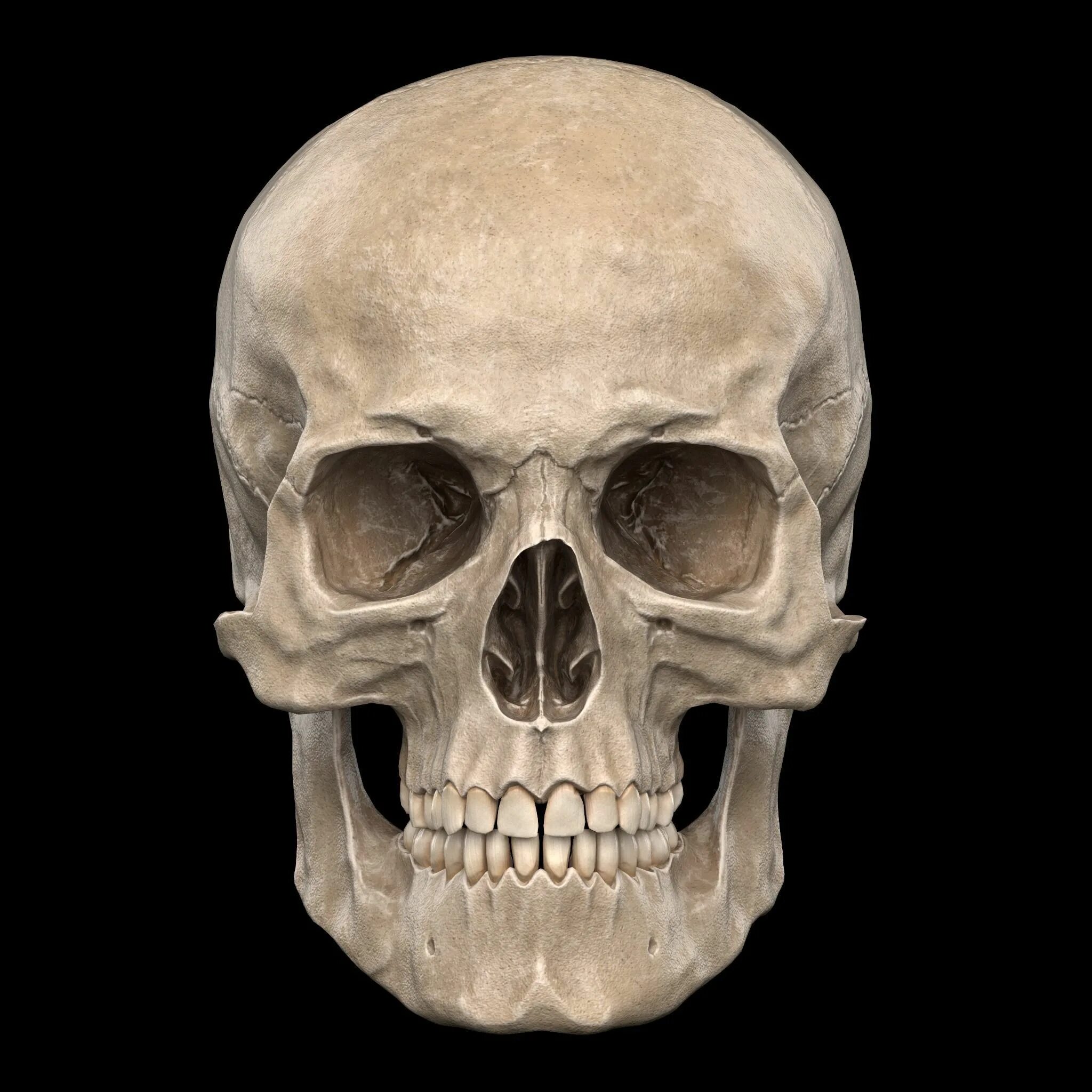 Skull model