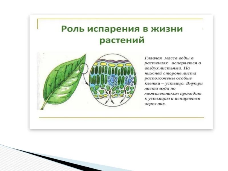 Какую функцию выполняет вода в растении. Роль испарения в жизни растений. Роль транспирации в жизни растений. Испарение в жизни растений. Испарение воды растениями.