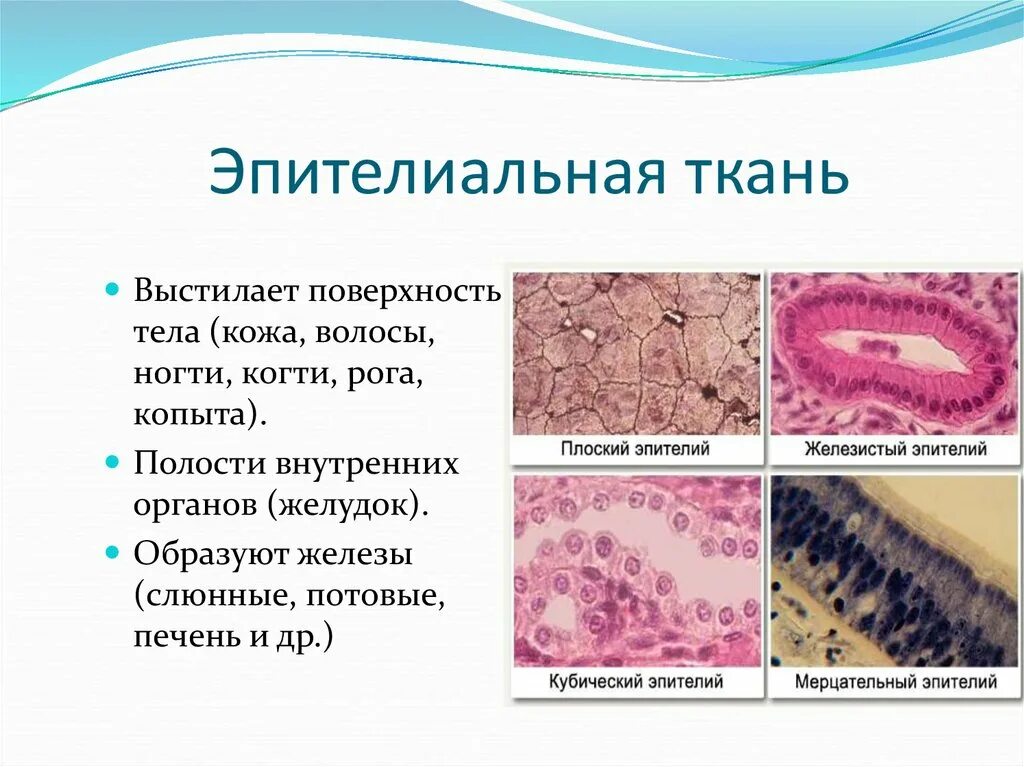 Органы животных эпителиальная ткань. Эпителиальная ткань животных строение и функции. Строение клетки эпителиальной ткани человека. Ткани животных эпителиальная ткань 5 класс. Ткани животных организмов