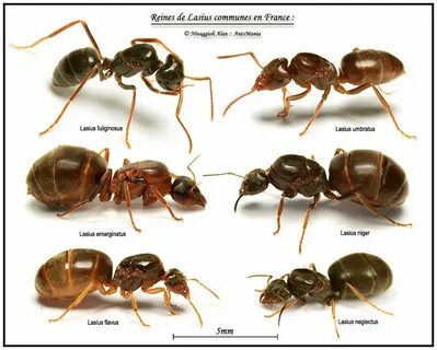 Матка муравьев Lasius Niger