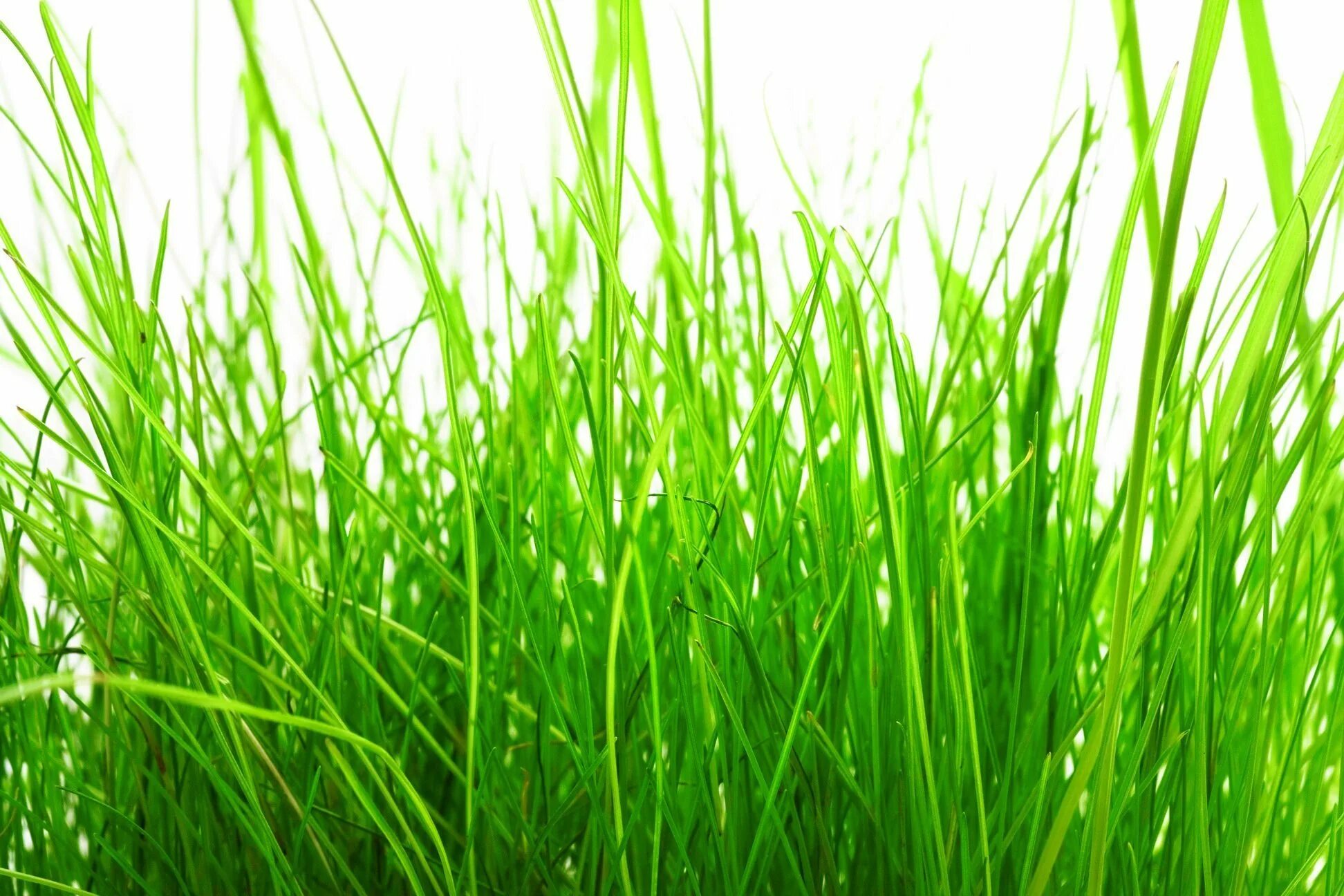 Grass plant. Трава. Трова. Зелень трава. Травка для детей.